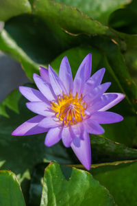 Close-up of purple flower with leaves