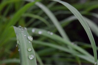 Close-up of wet grass