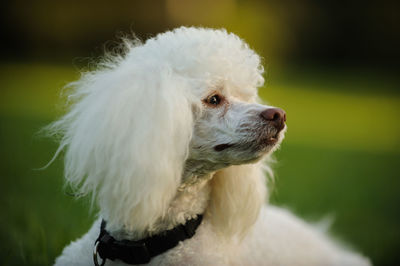 Close-up of dog looking away