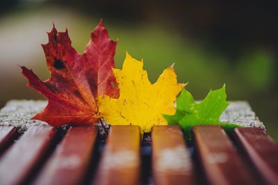 Close-up of yellow maple leaves against blurred background