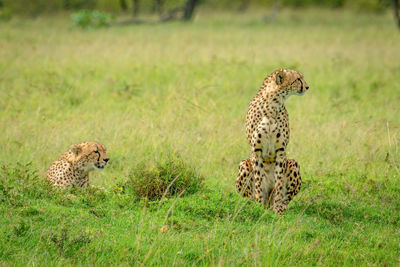 Two cheetahs sitting and lying in grassland