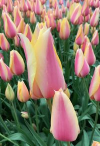 Close-up of pink tulips