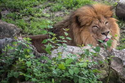Portrait of a lion lying on land