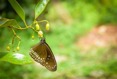 Close-up of butterfly on leaf