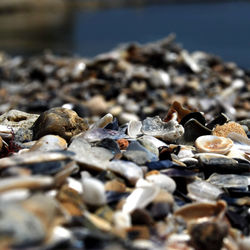 Close-up of shells on beach