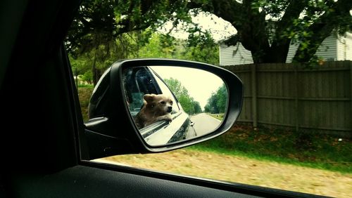 Side view of a dog on side-view mirror