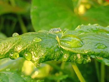 Close-up of raindrops on leaf