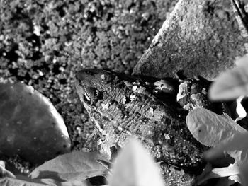 High angle view of insect on leaf