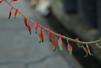 Close-up of plant hanging outdoors