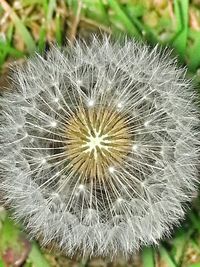 dandelion