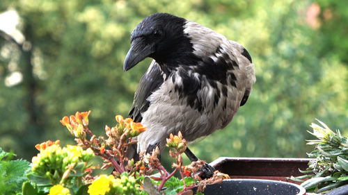 Close-up of bird perching on a plant