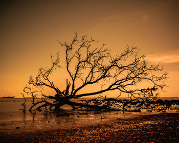 Silhouette bare tree by sea against sky during sunset