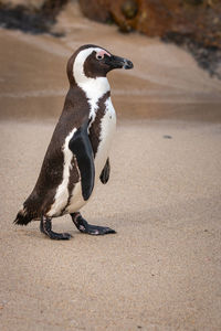 African penguins at seaforth beach colony in cape town, south africa