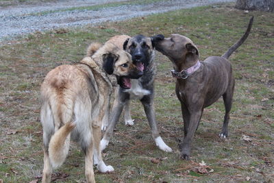 Dogs on field