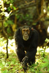 Close-up of monkey on tree