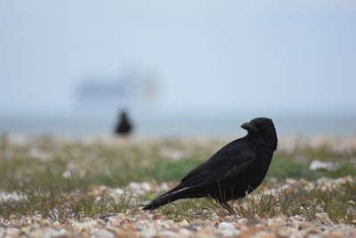 Close-up of bird perching on grass against sky