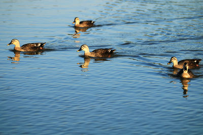 Ducks frolicking in the lake