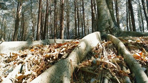 Panoramic shot of trees on snow covered land