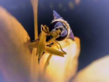 Close-up of insect on flower