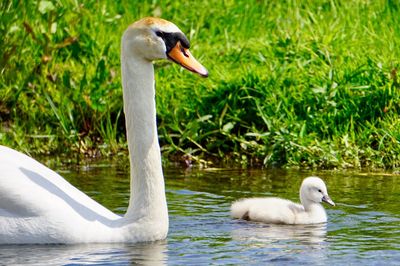 Swan floating on lake