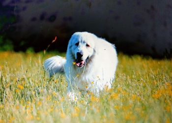 View of dog on field