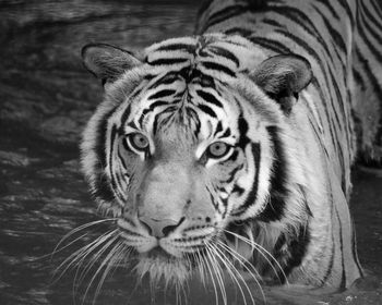 Close-up portrait of a tiger