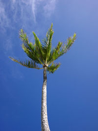 Low angle view of palm tree against clear blue sky