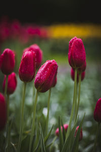 Close-up of pink flowering plant on field