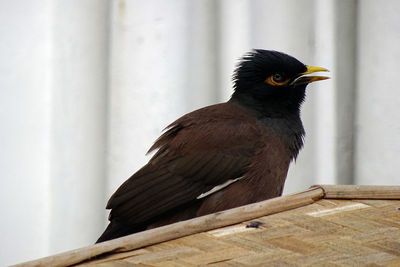 Close-up of bird perching on wood