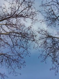 Low angle view of bare trees against sky