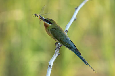 Close-up of bird perching on branch