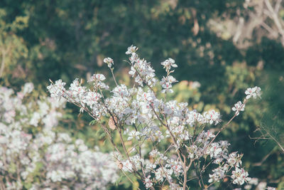 Close-up of white cherry blossom tree