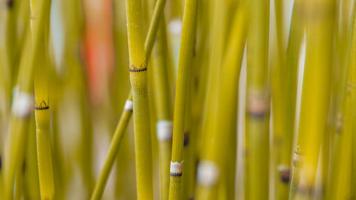 Full frame shot of bamboo plants