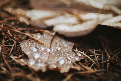 Close-up of raindrops on leaves