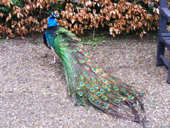 High angle view of peacock