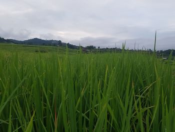 Crops growing on field against sky