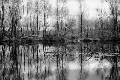 Reflection of bare trees in lake