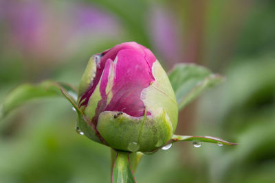 Close-up of rose bud