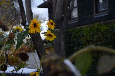 Close-up of yellow flowers blooming outdoors