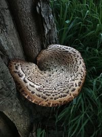 Close-up of mushroom growing on tree trunk