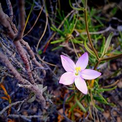 Close-up of purple flowers