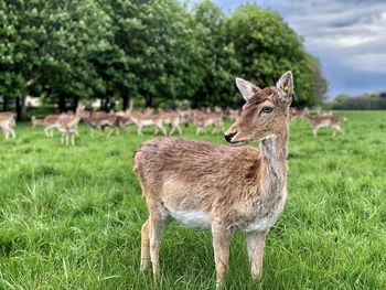 Deer standing in a field