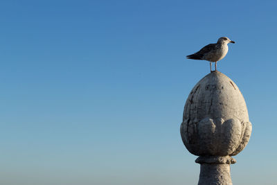 Low angle view of seagull perching on stone sculpture against clear sky