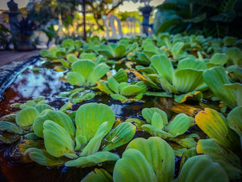 Close-up of green leaves on plant