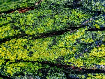 Close-up of moss growing on rock