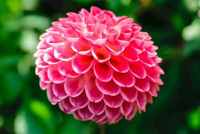 Close-up of pink dahlia flower