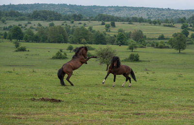 Horses in a field