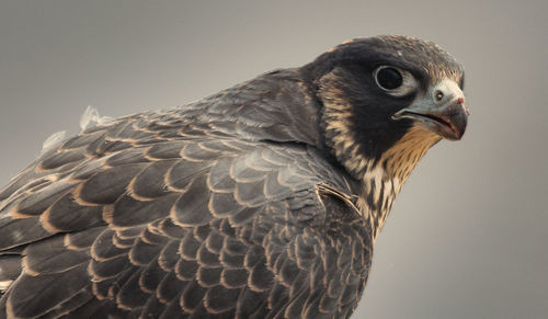 Close-up of eagle against gray background