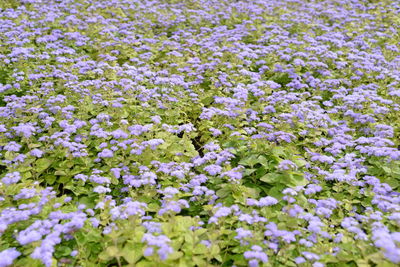 Close-up of purple flowering plants on field