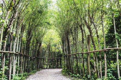 Narrow pathway along trees in forest